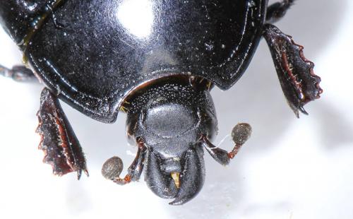 Margarinotus brunneus